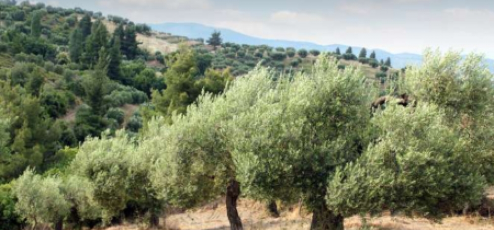 &Delta;ή&lambda;&omega;&sigma;&eta; &zeta;&eta;&mu;&iota;ώ&nu; &sigma;&epsilon; &epsilon;&lambda;&iota;έ&sigmaf; &alpha;&pi;ό &tau;&eta;&nu; &alpha;&nu;&epsilon;&mu;&omicron;&theta;ύ&epsilon;&lambda;&lambda;&alpha; &sigma;&tau;&omicron; &Gamma;&epsilon;&rho;ά&kappa;&iota;