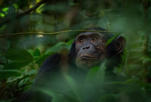 Και οι χιμπατζήδες έχουν εμμηνόπαυση