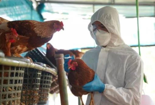 ΠΟΥ: Πηγή μεγάλης ανησυχίας η μετάδοση της γρίπης των πτηνών σε ανθρώπους