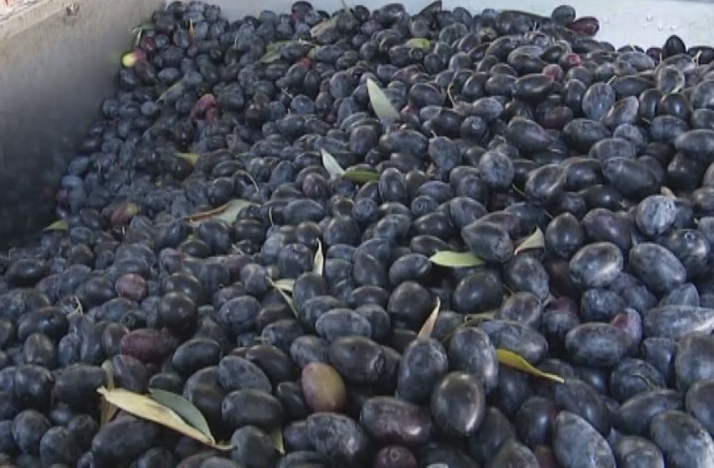 &Pi;ά&nu;&omega; &alpha;&pi;ό 2,2 &epsilon;&upsilon;&rho;ώ &pi;&omicron;&upsilon;&lambda;ή&theta;&eta;&kappa;&epsilon; &eta; &epsilon;&lambda;&iota;ά &Kappa;&alpha;&lambda;&alpha;&mu;ώ&nu; &sigma;&tau;&eta;&nu; &Pi;&epsilon;&tau;&rho;ί&nu;&alpha;