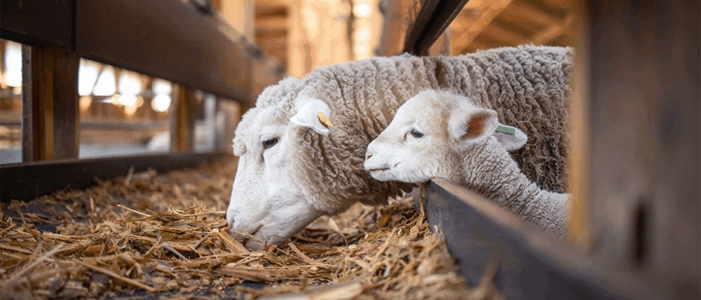 &Nu;έ&alpha; &epsilon;&nu;&iota;&sigma;&chi;&upsilon;&mu;έ&nu;&eta; &sigma;&tau;ή&rho;&iota;&xi;&eta; &sigma;&tau;&omicron;&upsilon;&sigmaf; &alpha;&iota;&gamma;&omicron;&pi;&rho;&omicron;&beta;&alpha;&tau;&omicron;&tau;&rho;ό&phi;&omicron;&upsilon;&sigmaf;: &Alpha;&upsilon;&xi;ά&nu;&epsilon;&tau;&alpha;&iota; &kappa;&alpha;&tau;ά 50% &eta; &alpha;&pi;&omicron;&zeta;&eta;&mu;ί&omega;&sigma;&eta; &gamma;&iota;&alpha; &zeta;&omega;&omicron;&tau;&rho;&omicron;&phi;έ&sigmaf;