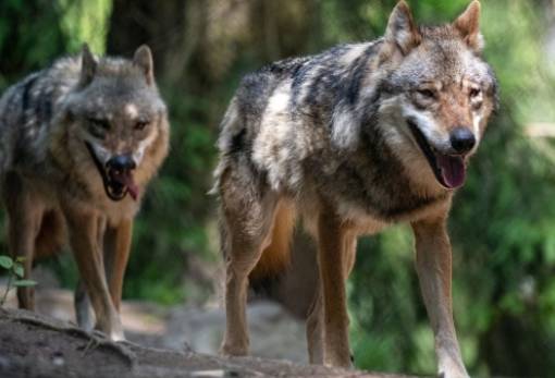 Λύκοι: Η ΕΕ αναζητά λύσεις για την αύξηση του πληθυσμού τους