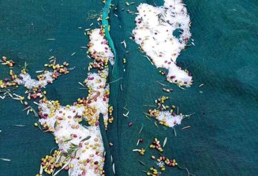 Σφοδρή χαλαζόπτωση έπληξε ελαιοκαλλιέργειες στον Δήμο Μονεμβασίας