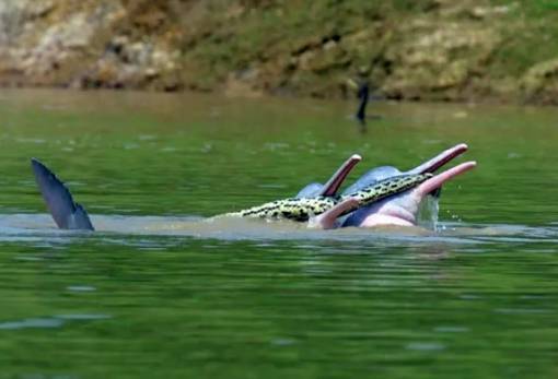 Δελφίνια συνελήφθησαν σε μη συναινετική συνεύρεση με φίδι