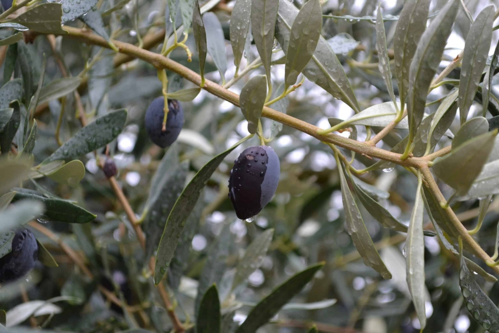 &Delta;&iota;&epsilon;&upsilon;&rho;&upsilon;&mu;έ&nu;&epsilon;&sigmaf; &omicron;&iota; &zeta;&eta;&mu;&iota;έ&sigmaf; &alpha;&pi;ό &gamma;&lambda;&omicron;&iota;&omicron;&sigma;&pi;ό&rho;&iota;&omicron; &sigma;&tau;&iota;&sigmaf; &epsilon;&lambda;&alpha;&iota;&omicron;&kappa;&alpha;&lambda;&lambda;&iota;έ&rho;&gamma;&epsilon;&iota;&epsilon;&sigmaf; &tau;&eta;&sigmaf; &Lambda;&alpha;&kappa;&omega;&nu;ί&alpha;&sigmaf;