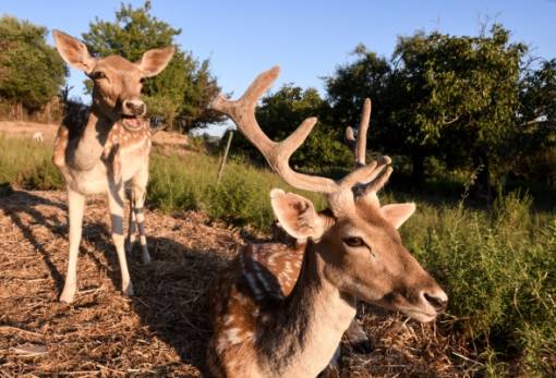 Ασπίδα για τα απειλούμενα είδη της Ελλάδας