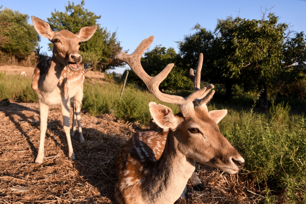&Alpha;&sigma;&pi;ί&delta;&alpha; &gamma;&iota;&alpha; &tau;&alpha; &alpha;&pi;&epsilon;&iota;&lambda;&omicron;ύ&mu;&epsilon;&nu;&alpha; &epsilon;ί&delta;&eta; &tau;&eta;&sigmaf; &Epsilon;&lambda;&lambda;ά&delta;&alpha;&sigmaf;
