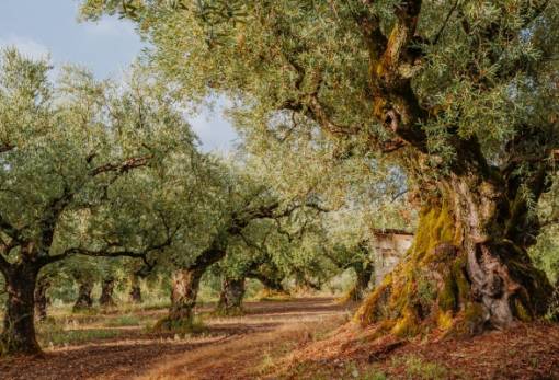 Συζήτηση για τη διαχείριση νερού και άρδευση στους ελαιώνες των Βατίκων