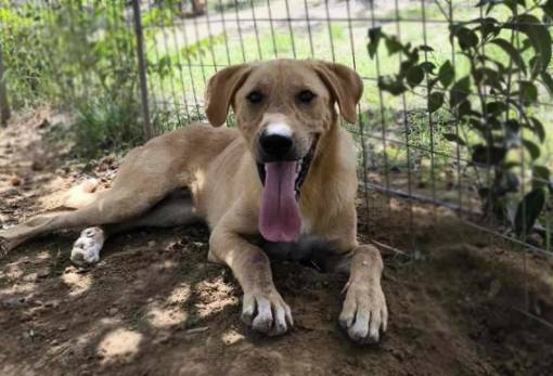 Χνουδωτές διαδρομές: Υιοθετήστε τον Μπουγάτσα