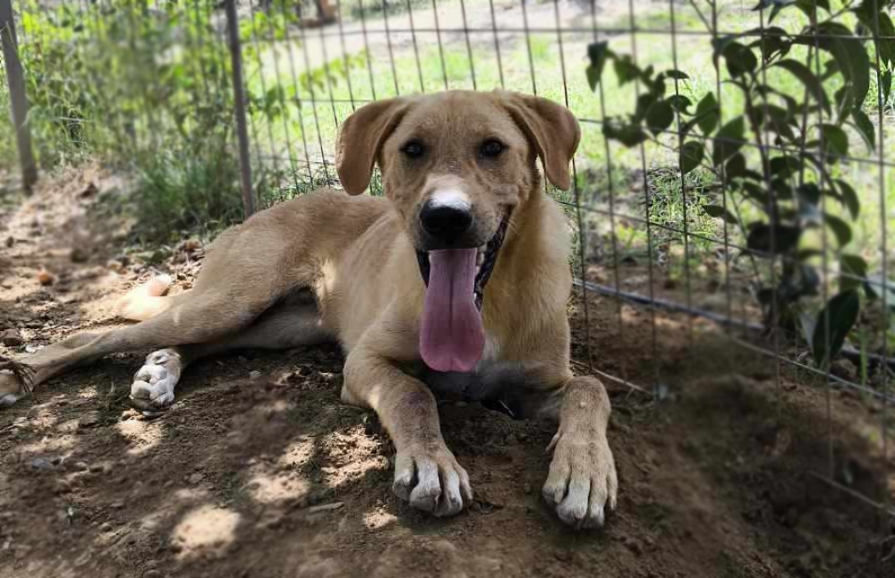 &Chi;&nu;&omicron;&upsilon;&delta;&omega;&tau;έ&sigmaf; &delta;&iota;&alpha;&delta;&rho;&omicron;&mu;έ&sigmaf;: &Upsilon;&iota;&omicron;&theta;&epsilon;&tau;ή&sigma;&tau;&epsilon; &tau;&omicron;&nu; &Mu;&pi;&omicron;&upsilon;&gamma;ά&tau;&sigma;&alpha;