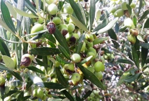 Ζημιές από γλοιοσπόριο-δάκο και στον ελαιώνα του Δ. Μονεμβασίας