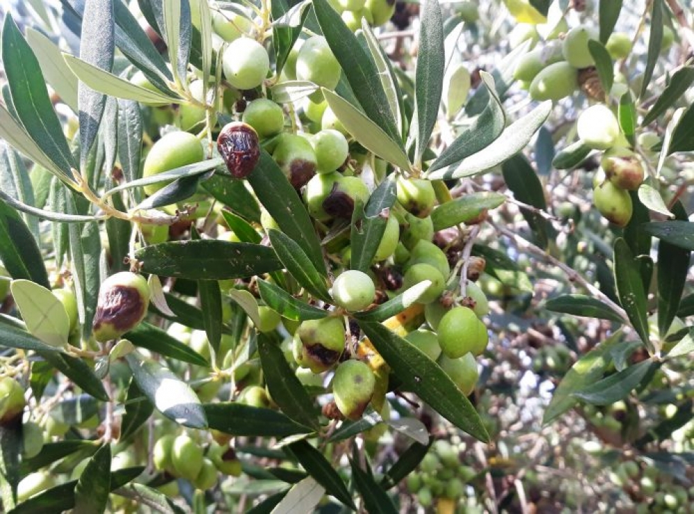 &Zeta;&eta;&mu;&iota;έ&sigmaf; &alpha;&pi;ό &gamma;&lambda;&omicron;&iota;&omicron;&sigma;&pi;ό&rho;&iota;&omicron;-&delta;ά&kappa;&omicron; &kappa;&alpha;&iota; &sigma;&tau;&omicron;&nu; &epsilon;&lambda;&alpha;&iota;ώ&nu;&alpha; &tau;&omicron;&upsilon; &Delta;. &Mu;&omicron;&nu;&epsilon;&mu;&beta;&alpha;&sigma;ί&alpha;&sigmaf;