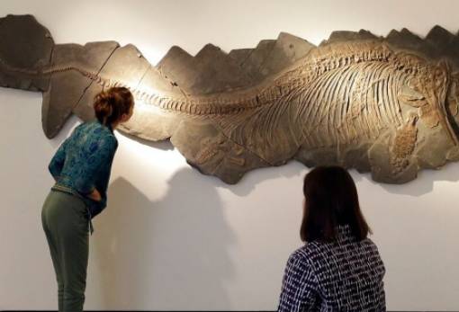 Άθικτο απολίθωμα ιχθυόσαυρου εντοπίστηκε στην Αυστραλία