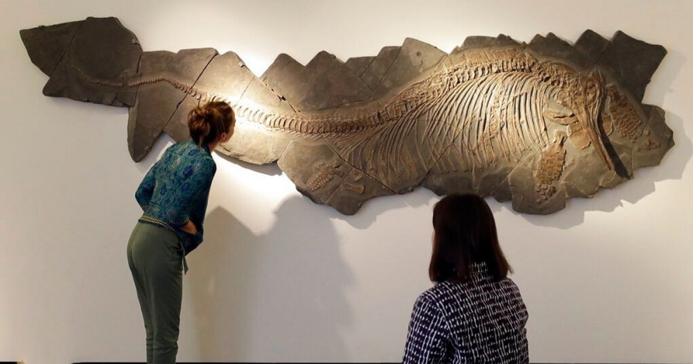 Ά&theta;&iota;&kappa;&tau;&omicron; &alpha;&pi;&omicron;&lambda;ί&theta;&omega;&mu;&alpha; &iota;&chi;&theta;&upsilon;ό&sigma;&alpha;&upsilon;&rho;&omicron;&upsilon; &epsilon;&nu;&tau;&omicron;&pi;ί&sigma;&tau;&eta;&kappa;&epsilon; &sigma;&tau;&eta;&nu; &Alpha;&upsilon;&sigma;&tau;&rho;&alpha;&lambda;ί&alpha;