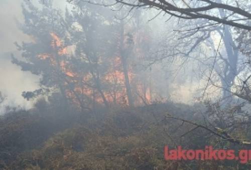 Μεγάλη πυρκαγιά στον Ταΰγετο μεταξύ Βασιλικής και Άρνας (ΦΩΤΟ)