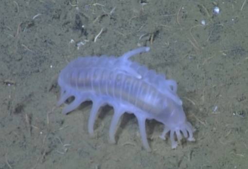 Παράξενο θαλάσσιο γουρούνι εντοπίστηκε στα βάθη της θάλασσας στη Χιλή