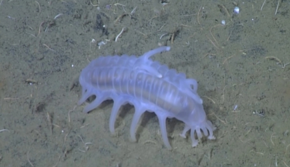 &Pi;&alpha;&rho;ά&xi;&epsilon;&nu;&omicron; &theta;&alpha;&lambda;ά&sigma;&sigma;&iota;&omicron; &gamma;&omicron;&upsilon;&rho;&omicron;ύ&nu;&iota; &epsilon;&nu;&tau;&omicron;&pi;ί&sigma;&tau;&eta;&kappa;&epsilon; &sigma;&tau;&alpha; &beta;ά&theta;&eta; &tau;&eta;&sigmaf; &theta;ά&lambda;&alpha;&sigma;&sigma;&alpha;&sigmaf; &sigma;&tau;&eta; &Chi;&iota;&lambda;ή