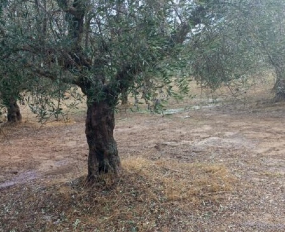 &Mu;έ&chi;&rho;&iota; 26/1 &omicron;&iota; &delta;&eta;&lambda;ώ&sigma;&epsilon;&iota;&sigmaf; &gamma;&iota;&alpha; &tau;&iota;&sigmaf; &zeta;&eta;&mu;&iota;έ&sigmaf; &sigma;&epsilon; &epsilon;&lambda;&alpha;&iota;&omicron;&kappa;&alpha;&lambda;&lambda;&iota;έ&rho;&gamma;&epsilon;&iota;&epsilon;&sigmaf; &sigma;&tau;&eta; &Mu;ά&nu;&eta;