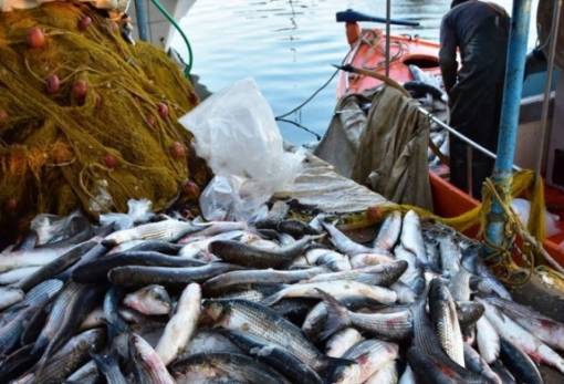 Νέες εμπορικές συμφωνίες με την Κίνα για εξαγωγή ιχθυοπροϊόντων
