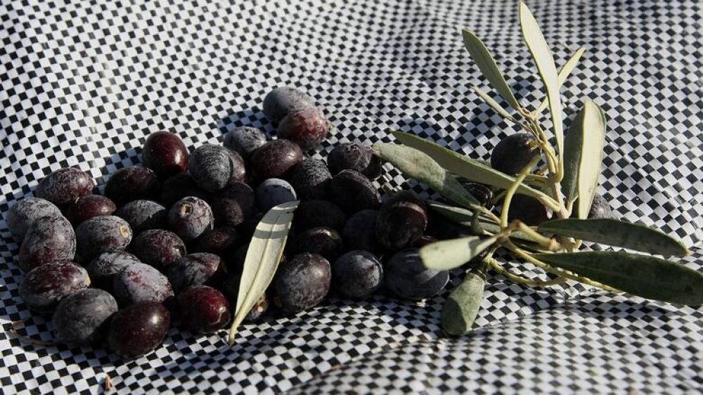 &Sigma;&upsilon;&nu;ώ&nu;&upsilon;&mu;&omicron; &tau;&eta;&sigmaf; &laquo;&Kappa;&alpha;&lambda;&alpha;&mu;ώ&nu;&raquo; &tau;&epsilon;&lambda;&iota;&kappa;ά &eta; &laquo;&Kappa;&alpha;&lambda;&alpha;&mu;ά&tau;&alpha;&raquo;