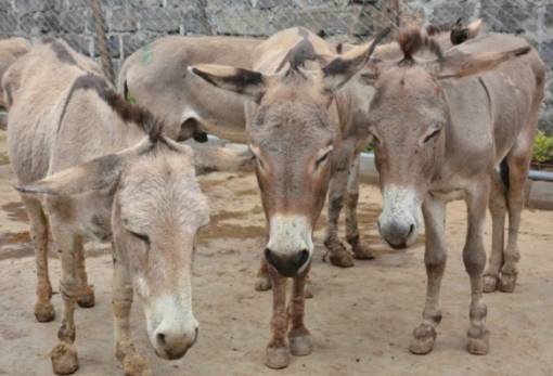 Φρένο στη σφαγή εκατομμυρίων γαϊδουριών για την παραγωγή «θεραπείας»