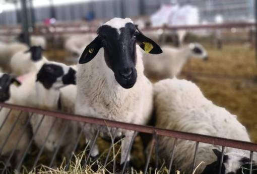 Καλεί σε επαγρύπνηση τους κτηνοτρόφους για την πανώλη ο Δήμος Σπάρτης