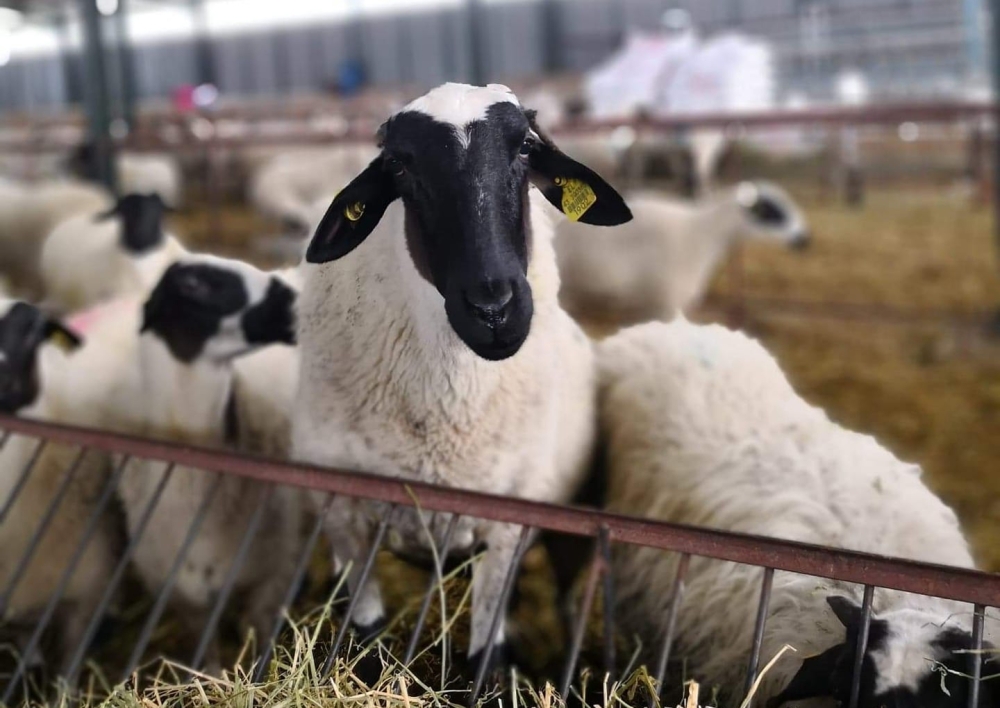 &Kappa;&alpha;&lambda;&epsilon;ί &sigma;&epsilon; &epsilon;&pi;&alpha;&gamma;&rho;ύ&pi;&nu;&eta;&sigma;&eta; &tau;&omicron;&upsilon;&sigmaf; &kappa;&tau;&eta;&nu;&omicron;&tau;&rho;ό&phi;&omicron;&upsilon;&sigmaf; &gamma;&iota;&alpha; &tau;&eta;&nu; &pi;&alpha;&nu;ώ&lambda;&eta; &omicron; &Delta;ή&mu;&omicron;&sigmaf; &Sigma;&pi;ά&rho;&tau;&eta;&sigmaf;