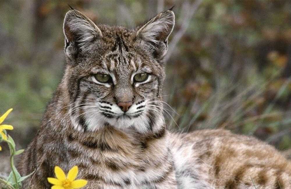 &Iota;&sigma;&pi;&alpha;&nu;ί&alpha;: &Kappa;&iota;&nu;&delta;&upsilon;&nu;&epsilon;ύ&epsilon;&iota; &omicron; &iota;&beta;&eta;&rho;&iota;&kappa;ό&sigmaf; &lambda;ύ&gamma;&kappa;&alpha;&sigmaf; &mu;&epsilon;&tau;ά &alpha;&pi;ό &pi;&iota;έ&sigma;&epsilon;&iota;&sigmaf; &kappa;&upsilon;&nu;&eta;&gamma;ώ&nu; &kappa;&alpha;&iota; &alpha;&gamma;&rho;&omicron;&tau;ώ&nu;