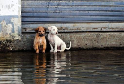 ΥΠΕΣ: Αυστηροποίηση του πλαισίου για την εγκατάλειψη νεογέννητων ζώων