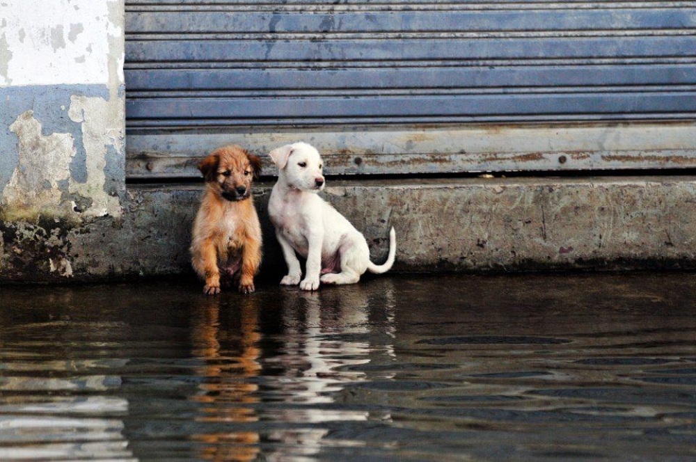 &Upsilon;&Pi;&Epsilon;&Sigma;: &Alpha;&upsilon;&sigma;&tau;&eta;&rho;&omicron;&pi;&omicron;ί&eta;&sigma;&eta; &tau;&omicron;&upsilon; &pi;&lambda;&alpha;&iota;&sigma;ί&omicron;&upsilon; &gamma;&iota;&alpha; &tau;&eta;&nu; &epsilon;&gamma;&kappa;&alpha;&tau;ά&lambda;&epsilon;&iota;&psi;&eta; &nu;&epsilon;&omicron;&gamma;έ&nu;&nu;&eta;&tau;&omega;&nu; &zeta;ώ&omega;&nu;