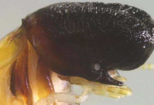 Ένα νέο είδος εντόμου εκπλήσσει τους επιστήμονες