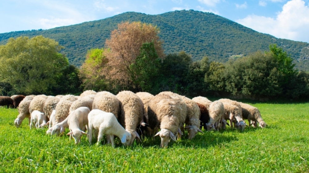 &Epsilon;&nu;&eta;&mu;&epsilon;&rho;&omega;&tau;&iota;&kappa;ή &epsilon;&kappa;&delta;ή&lambda;&omega;&sigma;&eta; &gamma;&iota;&alpha; &tau;&eta;&nu; &Epsilon;&upsilon;&lambda;&omicron;&gamma;&iota;ά &tau;&omega;&nu; &alpha;&iota;&gamma;&omicron;&pi;&rho;&omicron;&beta;ά&tau;&omega;&nu; &alpha;&pi;ό &tau;&eta;&nu; &Pi;&Epsilon; &Lambda;&alpha;&kappa;&omega;&nu;ί&alpha;&sigmaf;