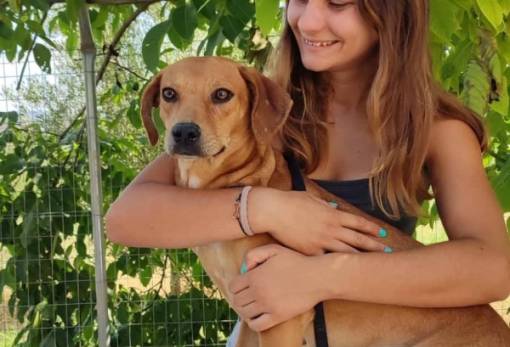 Τι είναι το Καταφύγιο Ζώων. Η περίπτωση της Σπάρτης