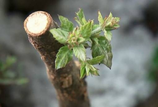 Η Ισπανία εφαρμόζει μέθοδο κλωνοποίησης των σπάνιων δέντρων της