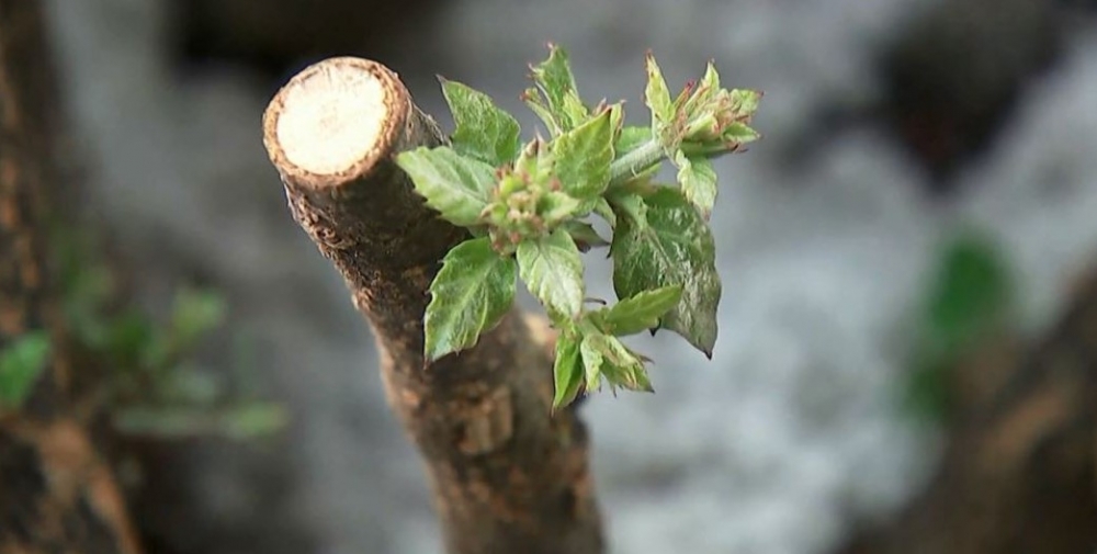 &Eta; &Iota;&sigma;&pi;&alpha;&nu;ί&alpha; &epsilon;&phi;&alpha;&rho;&mu;ό&zeta;&epsilon;&iota; &mu;έ&theta;&omicron;&delta;&omicron; &kappa;&lambda;&omega;&nu;&omicron;&pi;&omicron;ί&eta;&sigma;&eta;&sigmaf; &tau;&omega;&nu; &sigma;&pi;ά&nu;&iota;&omega;&nu; &delta;έ&nu;&tau;&rho;&omega;&nu; &tau;&eta;&sigmaf;