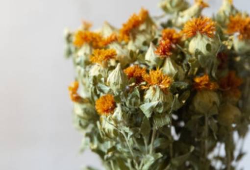 Φενγκ Σούι: Το λουλούδι-μαγνήτης αρνητικής ενέργειας