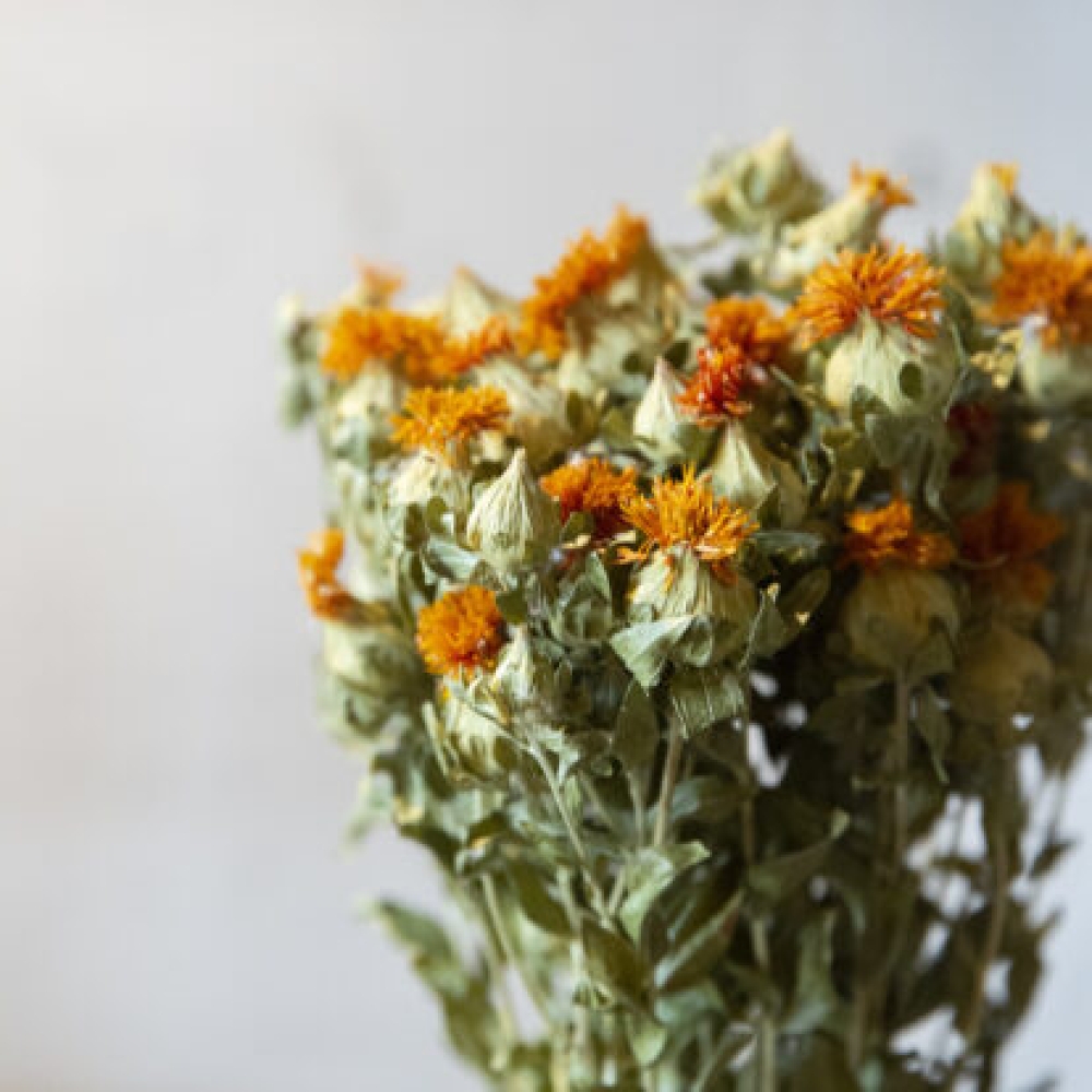 &Phi;&epsilon;&nu;&gamma;&kappa; &Sigma;&omicron;ύ&iota;: &Tau;&omicron; &lambda;&omicron;&upsilon;&lambda;&omicron;ύ&delta;&iota;-&mu;&alpha;&gamma;&nu;ή&tau;&eta;&sigmaf; &alpha;&rho;&nu;&eta;&tau;&iota;&kappa;ή&sigmaf; &epsilon;&nu;έ&rho;&gamma;&epsilon;&iota;&alpha;&sigmaf;