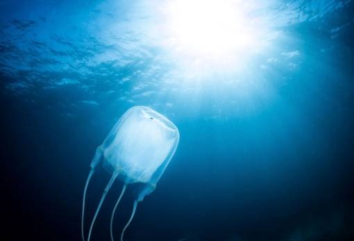 Παρότι «ανεγκέφαλες» οι μέδουσες μαθαίνουν και μάλιστα γρήγορα