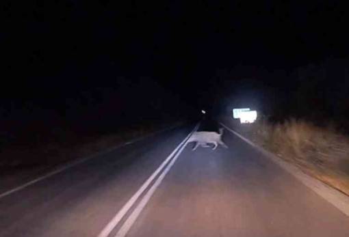 ΙΧ συγκρούστηκαν με αγριογούρουνο επί της ΕΟ Σπάρτης-Γυθείου στις Αμύκλες