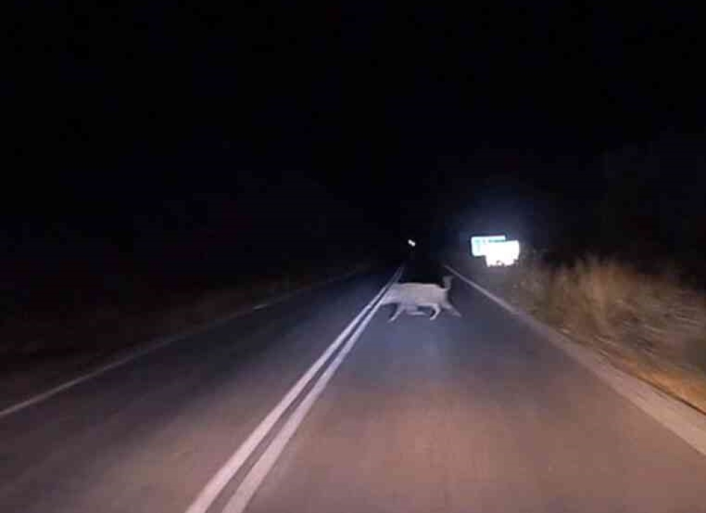 &Iota;&Chi; &sigma;&upsilon;&gamma;&kappa;&rho;&omicron;ύ&sigma;&tau;&eta;&kappa;&alpha;&nu; &mu;&epsilon; &alpha;&gamma;&rho;&iota;&omicron;&gamma;&omicron;ύ&rho;&omicron;&upsilon;&nu;&omicron; &epsilon;&pi;ί &tau;&eta;&sigmaf; &Epsilon;&Omicron; &Sigma;&pi;ά&rho;&tau;&eta;&sigmaf;-&Gamma;&upsilon;&theta;&epsilon;ί&omicron;&upsilon; &sigma;&tau;&iota;&sigmaf; &Alpha;&mu;ύ&kappa;&lambda;&epsilon;&sigmaf;