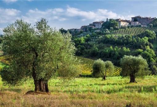 Υψηλή υγρασία και θερμοκρασία ευνοούν ανάπτυξη κυκλοκόνιου και γλοιοσπόριου στους ελαιώνες