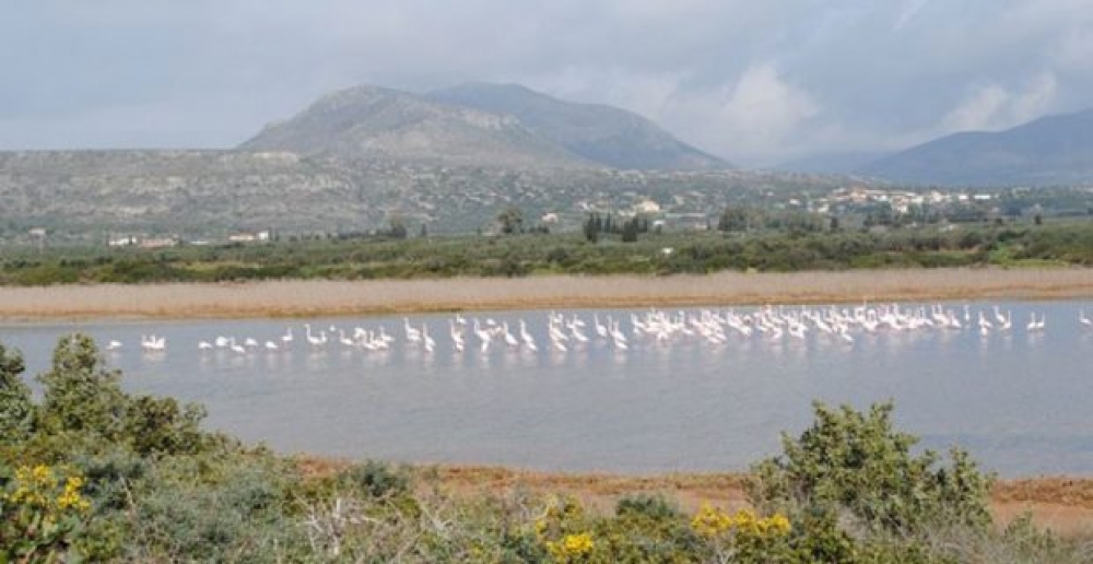 &Kappa;&alpha;&tau;&alpha;&phi;ύ&gamma;&iota;&alpha; &pi;&tau;&eta;&nu;ώ&nu; &Delta;έ&lambda;&tau;&alpha; &Epsilon;&upsilon;&rho;ώ&tau;&alpha;, &Epsilon;&lambda;&alpha;&phi;ό&nu;&eta;&sigma;&omicron;&sigmaf;, &Gamma;έ&rho;&alpha;&kappa;&alpha;&sigmaf;
