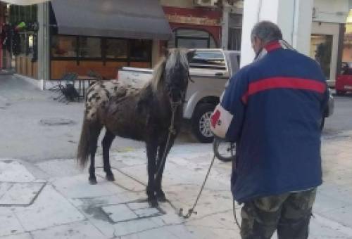 Σπάρτη: Τι γυρεύει ένα άλογο στην Κωνσταντίνου Παλαιολόγου; (ΦΩΤΟ)