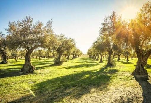 Τι αλλάζει με τα αιτήματα προκαταβολής  για τα προγράμματα των ελαιουργικών φορέων