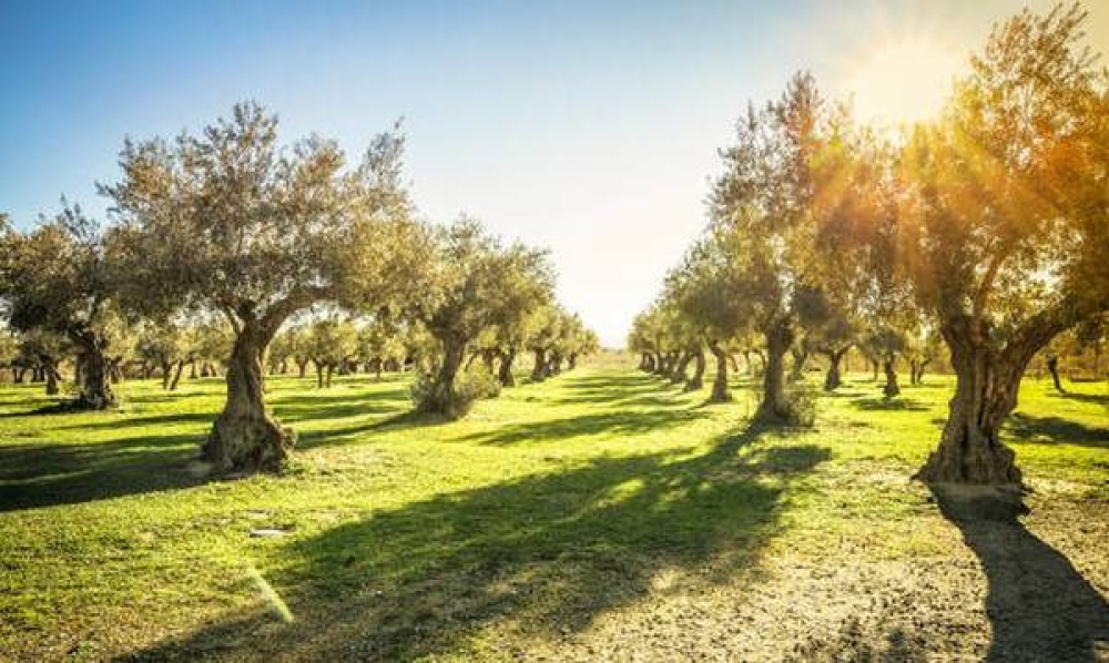 &Tau;&iota; &alpha;&lambda;&lambda;ά&zeta;&epsilon;&iota; &mu;&epsilon; &tau;&alpha; &alpha;&iota;&tau;ή&mu;&alpha;&tau;&alpha; &pi;&rho;&omicron;&kappa;&alpha;&tau;&alpha;&beta;&omicron;&lambda;ή&sigmaf;  &gamma;&iota;&alpha; &tau;&alpha; &pi;&rho;&omicron;&gamma;&rho;ά&mu;&mu;&alpha;&tau;&alpha; &tau;&omega;&nu; &epsilon;&lambda;&alpha;&iota;&omicron;&upsilon;&rho;&gamma;&iota;&kappa;ώ&nu; &phi;&omicron;&rho;έ&omega;&nu;