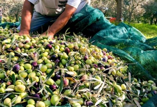 Γρηγοράκου για Ελαιοκομικό Μητρώο: «Ανεφάρμοστο χρονοδιάγραμμα, ανέφικτη επικαιροποίηση»