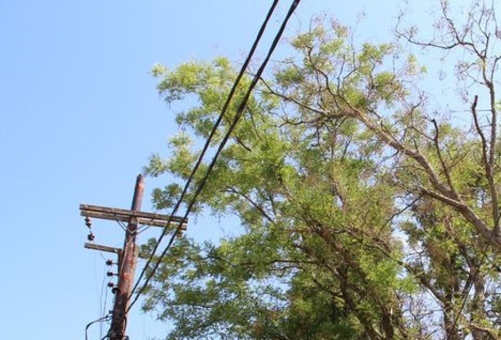 &Pi;&rho;&omicron;&epsilon;&iota;&delta;&omicron;&pi;&omicron;ί&eta;&sigma;&eta; &Delta;. &Epsilon;&upsilon;&rho;ώ&tau;&alpha; &gamma;&iota;&alpha; &delta;έ&nu;&tau;&rho;&alpha; &pi;&omicron;&upsilon; &laquo;&alpha;&kappa;&omicron;&upsilon;&mu;&pi;&omicron;ύ&nu;&raquo; &sigma;&epsilon; &kappa;&omicron;&lambda;ώ&nu;&epsilon;&sigmaf;