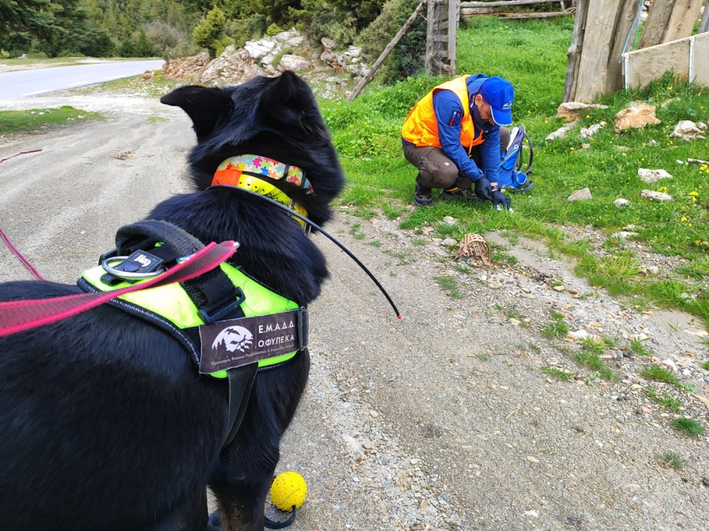 &Theta;&alpha;&nu;ά&sigma;&iota;&mu;&eta; &pi;&alpha;&gamma;ί&delta;&alpha; &sigma;&tau;&omicron;&nu; &Pi;ά&rho;&nu;&omega;&nu;&alpha; &mu;&epsilon; 95 &phi;ό&lambda;&epsilon;&sigmaf; &sigma;&epsilon; 20 &chi;&iota;&lambda;&iota;ό&mu;&epsilon;&tau;&rho;&alpha;