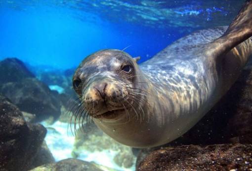 Η κακοποίηση θαλάσσιων ζώων και η πανδημία