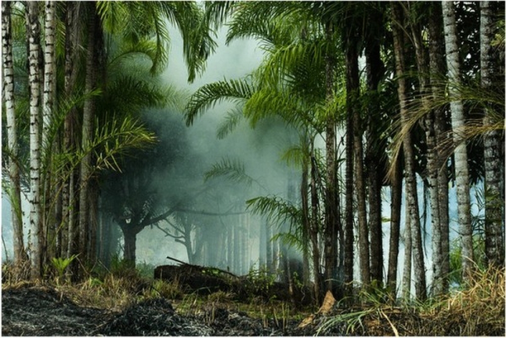 &Pi;&alpha;&rho;ά&nu;&omicron;&mu;&eta; &sigma;&chi;&epsilon;&delta;ό&nu; ό&lambda;&eta; &eta; &alpha;&pi;&omicron;&psi;ί&lambda;&omega;&sigma;&eta; &tau;&omicron;&upsilon; &delta;ά&sigma;&omicron;&upsilon;&sigmaf; &tau;&omicron;&upsilon; &Alpha;&mu;&alpha;&zeta;&omicron;&nu;ί&omicron;&upsilon;